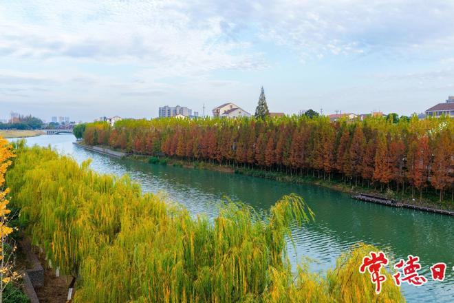 【澧县】一江清流绕城廓 岸畔红杉映冬晴