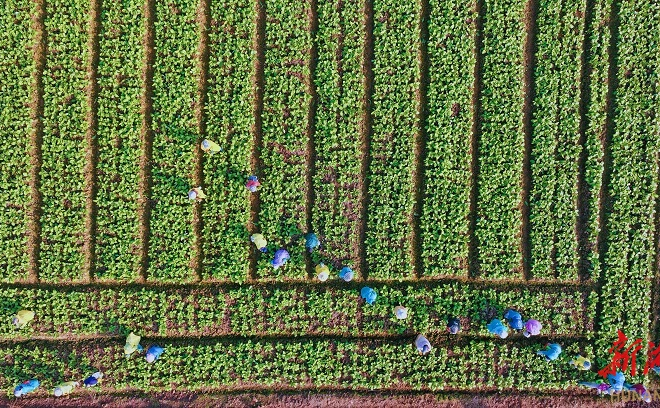 【组图】丰收的喜悦！安乡菜薹采摘忙