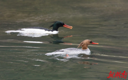 【组图】如约！121只中华秋沙鸭连续19年飞抵桃源越冬
