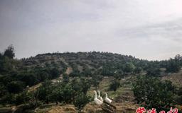 【经济】石门县窑坡山村千亩冰糖橙丰收待客