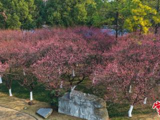 【组图】寒未尽 花已开 常德诗墙公园现梅花盛景