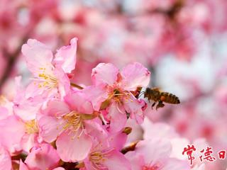 【组图】临澧县太浮镇樱花谷迎观赏高峰