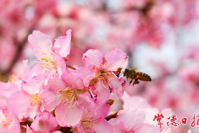 【组图】临澧县太浮镇樱花谷迎观赏高峰