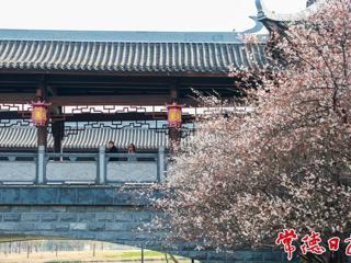 【组图】七里桥边梅花香