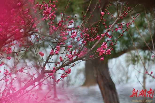 【组图】香魂独倚未消冰