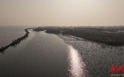 【生态】生态绘就栖鸟图 安乡珊珀湖观鸟正当时