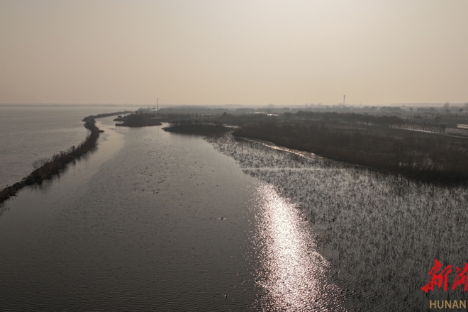 【生态】生态绘就栖鸟图 安乡珊珀湖观鸟正当时