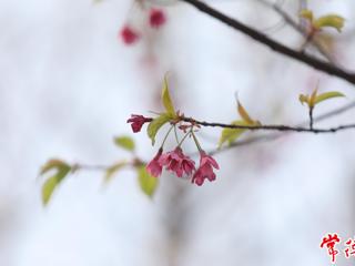 【组图】西江月·二十四节气之春