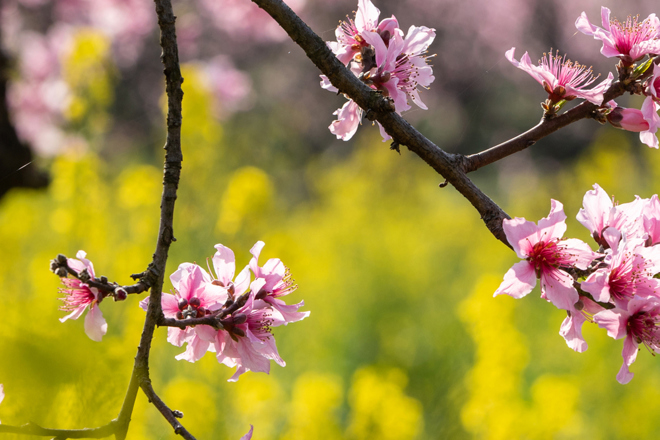 【组图】“颜值”超高！桃花源景区迎来绝美春色