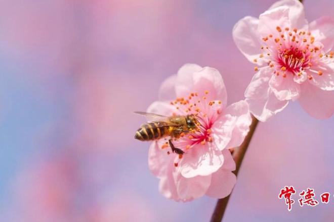 【组图】一树繁花一树春 常德穿紫河畔美人梅绽放正当时