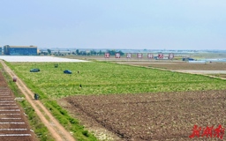 【经济】春蔬鲜嫩，产销两旺