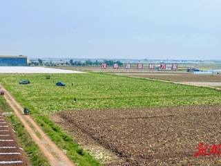 【经济】春蔬鲜嫩，产销两旺