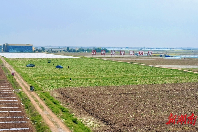 【经济】春蔬鲜嫩，产销两旺