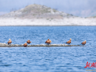 【文旅】诗意栖居 生态家园