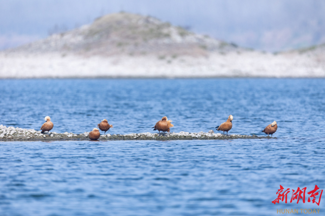 【文旅】诗意栖居 生态家园
