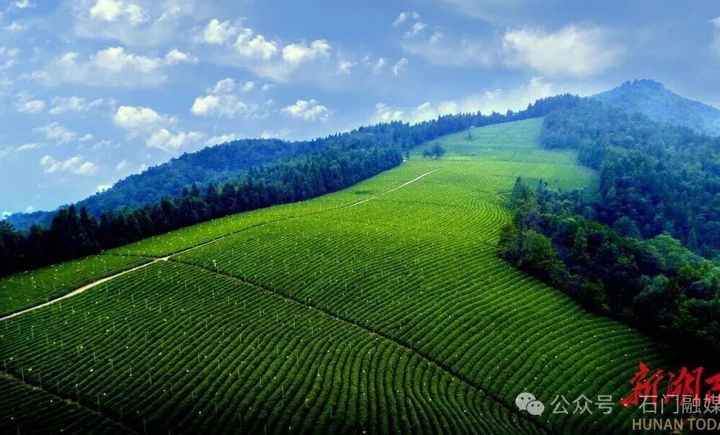 石门“一片叶子”带动“三产融合” 2025年茶产业综合产值达34.8亿元