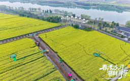 【文旅】金色花海 慢煮春光——2026年常德西洞庭油菜花节活动侧记