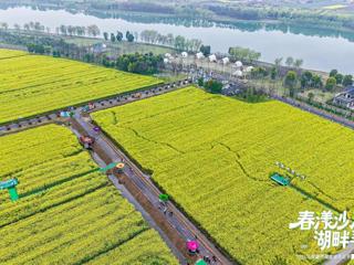 【文旅】金色花海 慢煮春光——2026年常德西洞庭油菜花节活动侧记