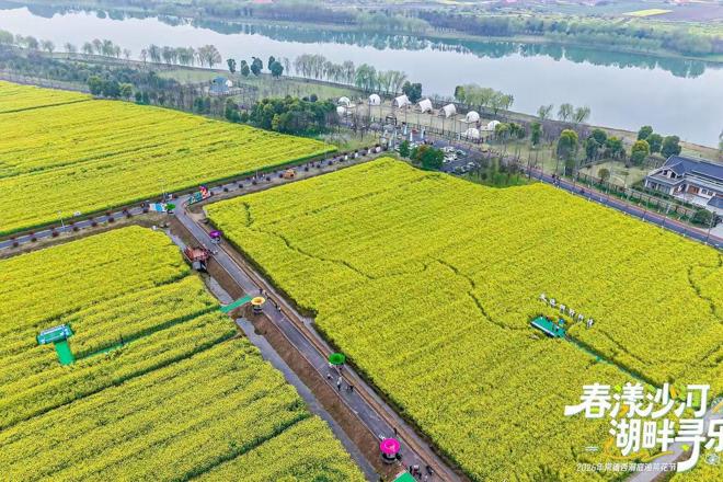 【文旅】金色花海 慢煮春光——2026年常德西洞庭油菜花节活动侧记