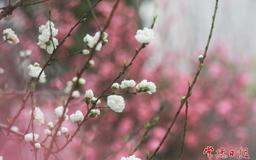 【组图】常职桃花开