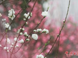 【组图】常职桃花开