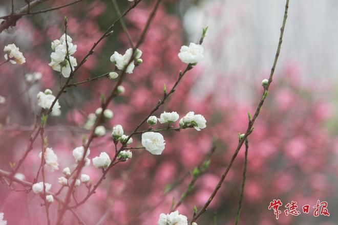 【组图】常职桃花开