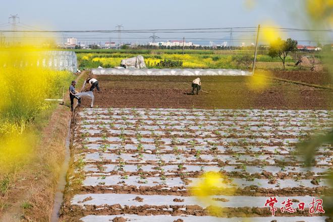 【组图】春耕正当时