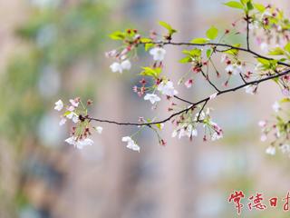 【组图】落樱似雪飞 春光不负卿