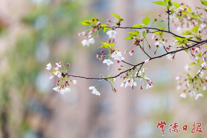 【组图】落樱似雪飞 春光不负卿