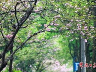 【组图】常德屈原公园：樱花探出墙 美景入画来