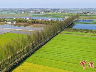 【组图】万杉长廊：湖乡大地上的绿色长诗