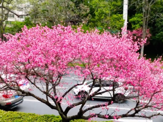 【文旅】“桃花源里的城市”具象化！常德城中道路“十里桃花长廊”美如画