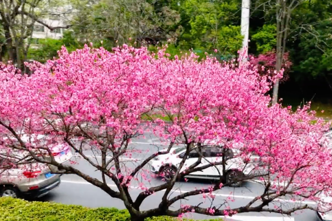 【文旅】“桃花源里的城市”具象化！常德城中道路“十里桃花长廊”美如画