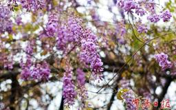 【组图】紫藤花开 游客纷至沓来