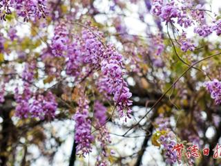 【组图】紫藤花开 游客纷至沓来