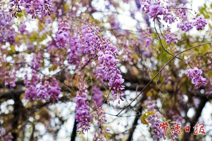 【组图】紫藤花开 游客纷至沓来