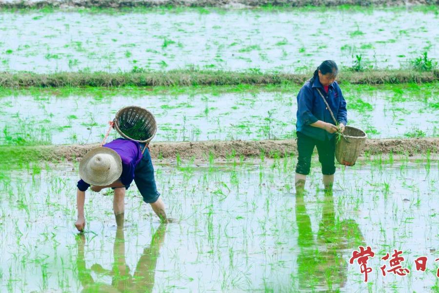 【经济】沃野披新绿 桃源县漳江街道按下早稻生产“快进键”