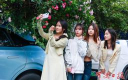 【组图】蔷薇不负晴好日 纷开出墙引客来