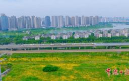 【组图】高铁遇上金鸡菊