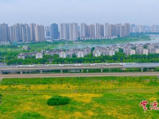 【组图】高铁遇上金鸡菊