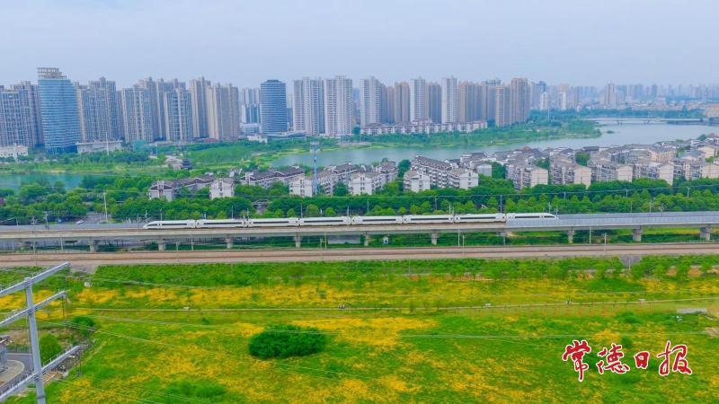 【组图】高铁遇上金鸡菊