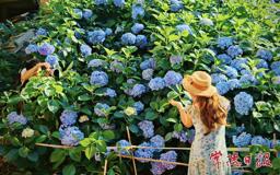 【组图】古大同绣球盛放 夏日浪漫如约而至