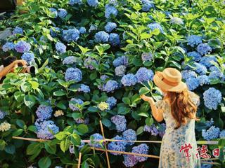 【组图】古大同绣球盛放 夏日浪漫如约而至