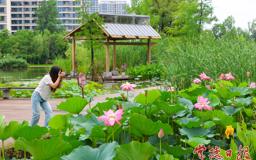 【组图】“水中美人”竞相绽放 常德夏日赏荷纳凉正当时