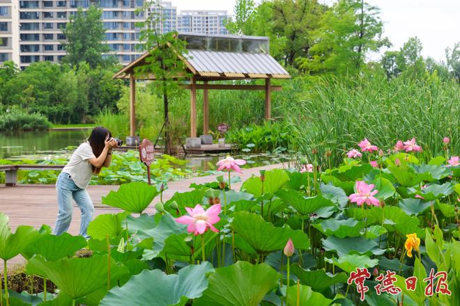 【组图】“水中美人”竞相绽放 常德夏日赏荷纳凉正当时