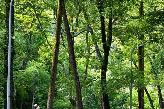 【生态】常德河洑国家森林公园：小暑时节 满目葱茏成市民打卡胜地