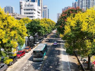 【组图】常德：秋日来信 栾树花开