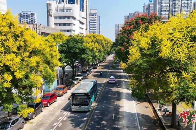 【组图】常德：秋日来信 栾树花开