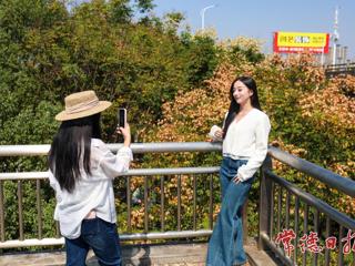 【文旅】常德：桥下栾树引客来