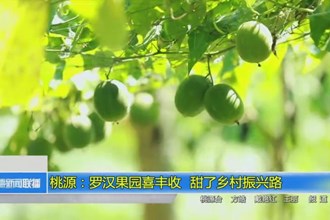 桃源：罗汉果园喜丰收 甜了乡村振兴路